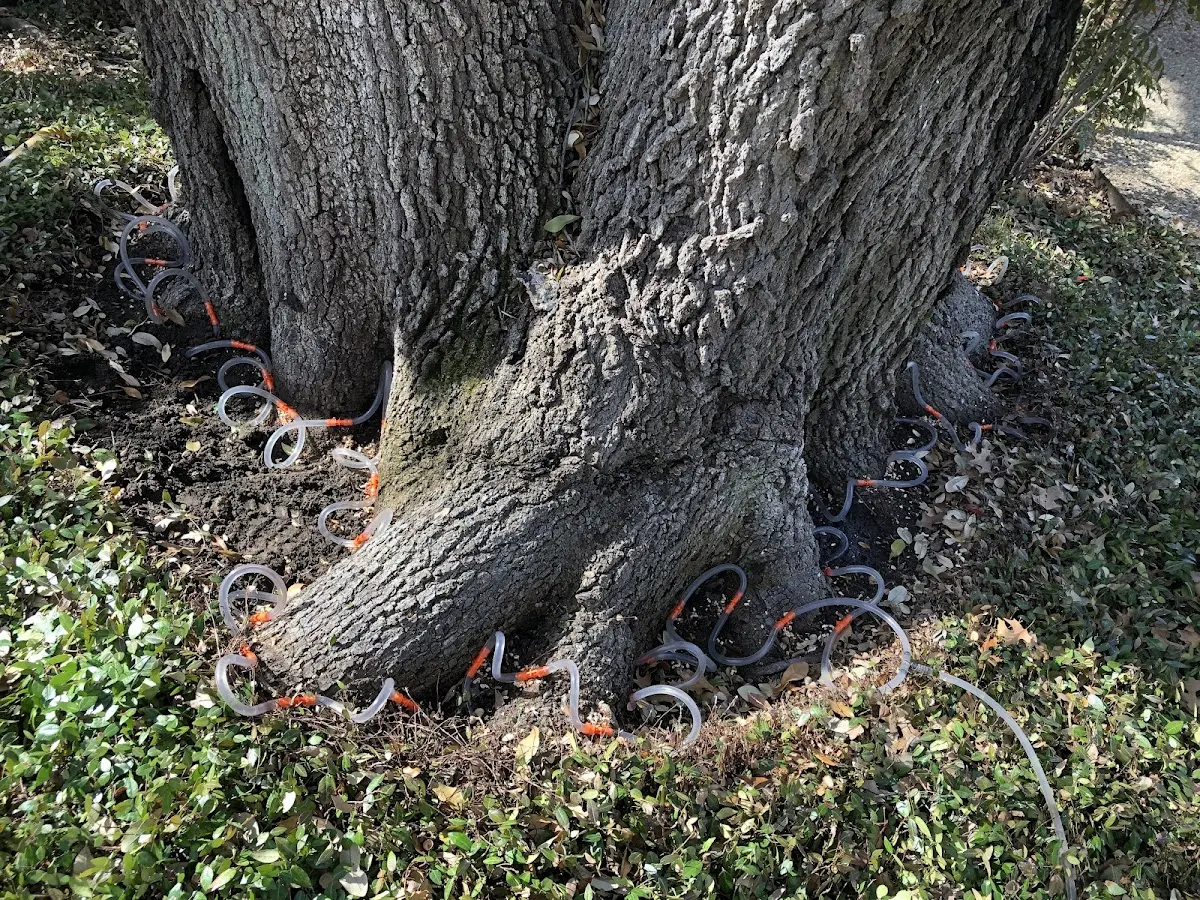 Detailed Tree Cabling and Bracing job site in Tuluksak